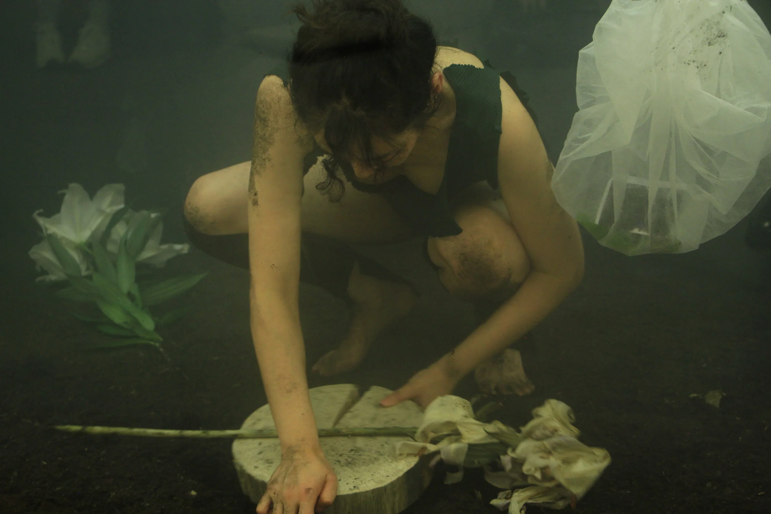 Caligo performance 4.JPG