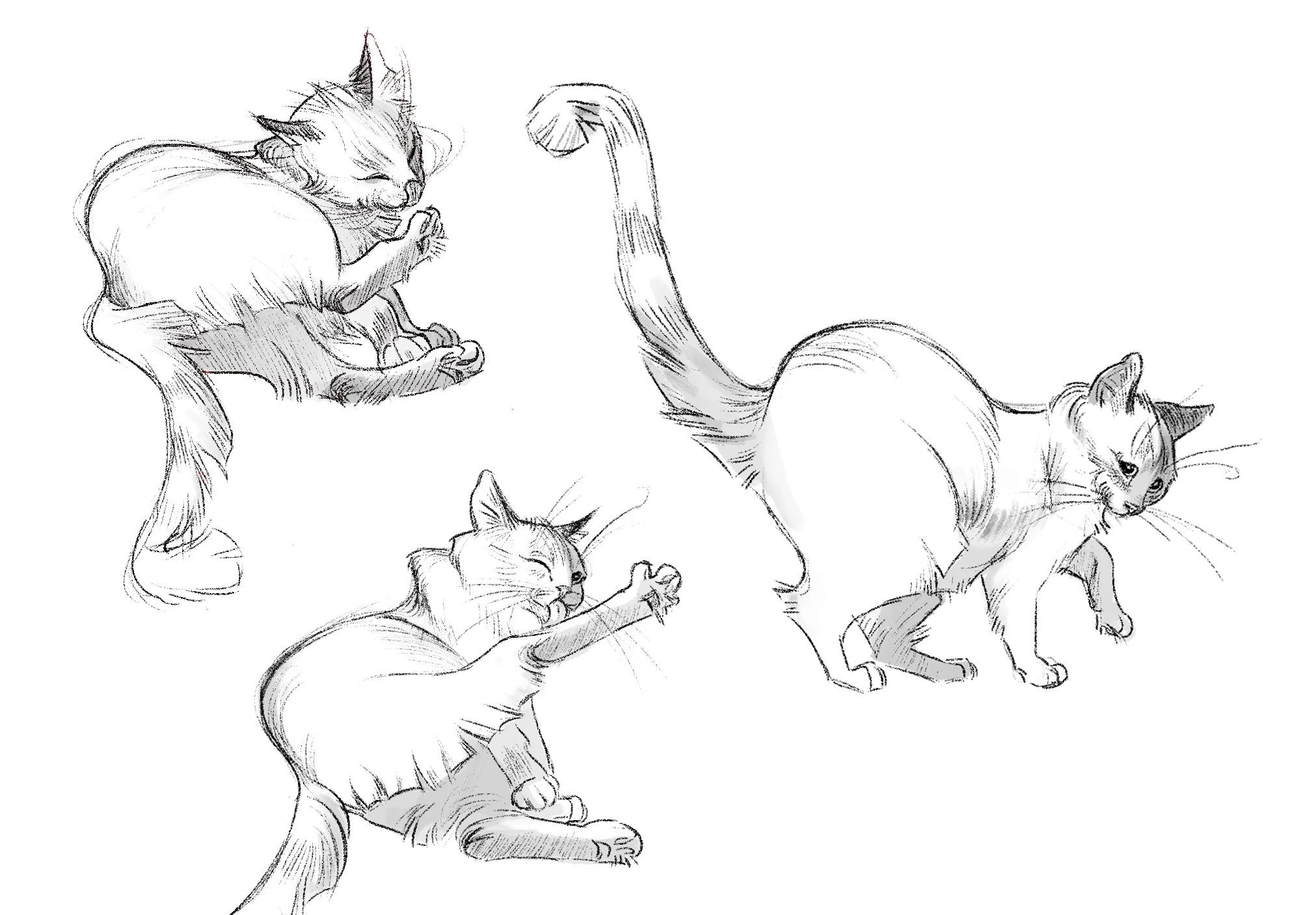 phoebestudies.jpg