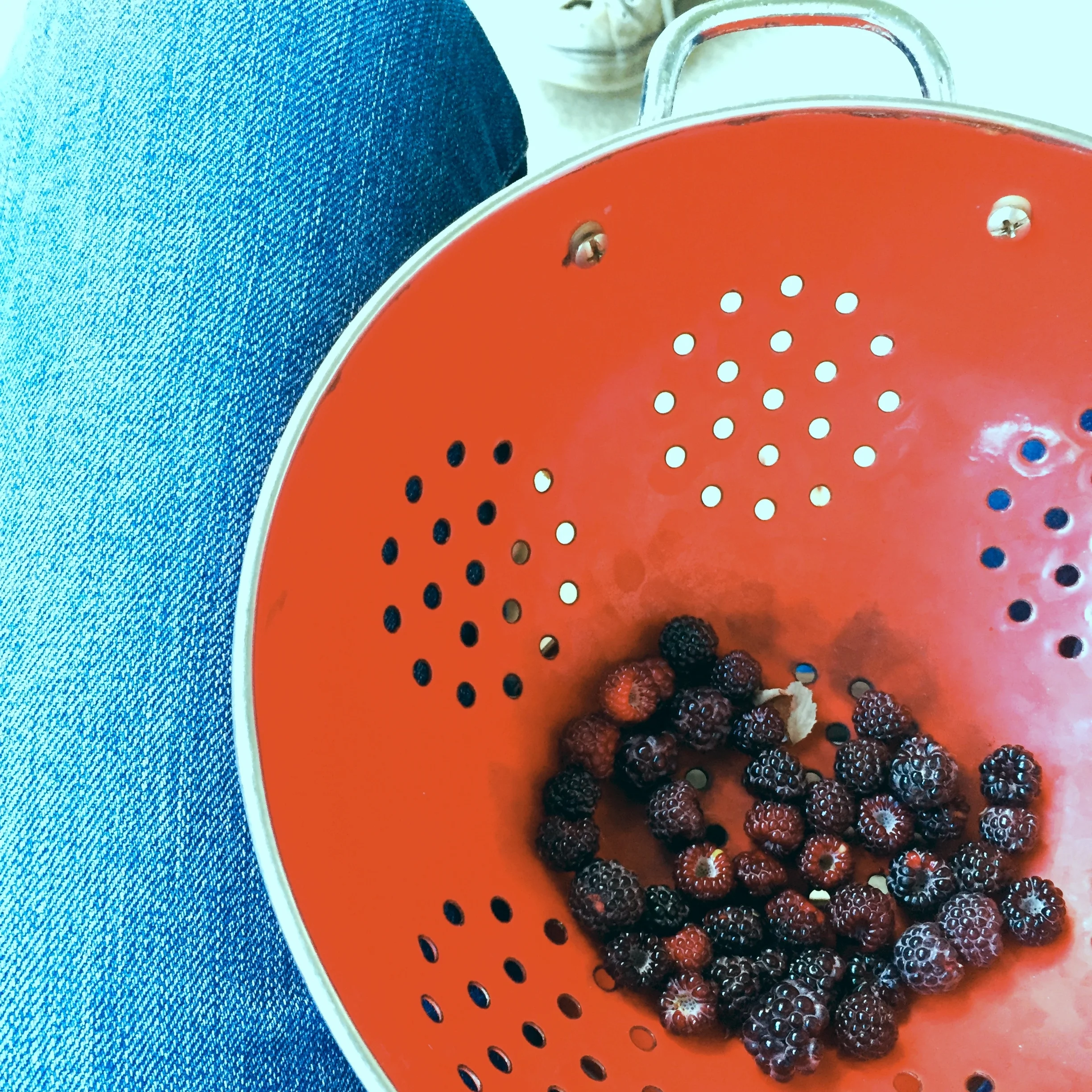 Dirt Alley Berries