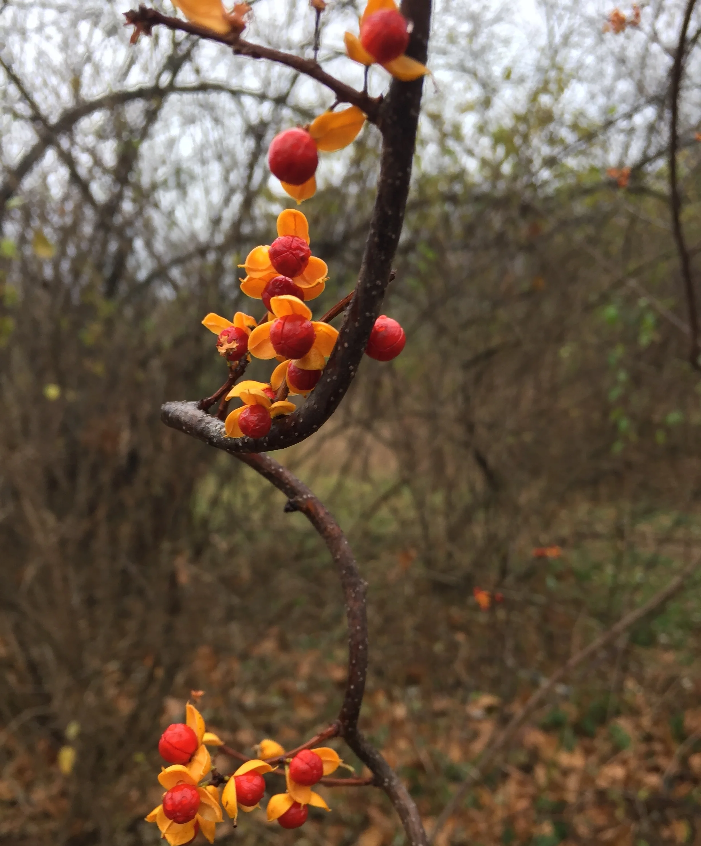 Tuesday before Thanksgiving