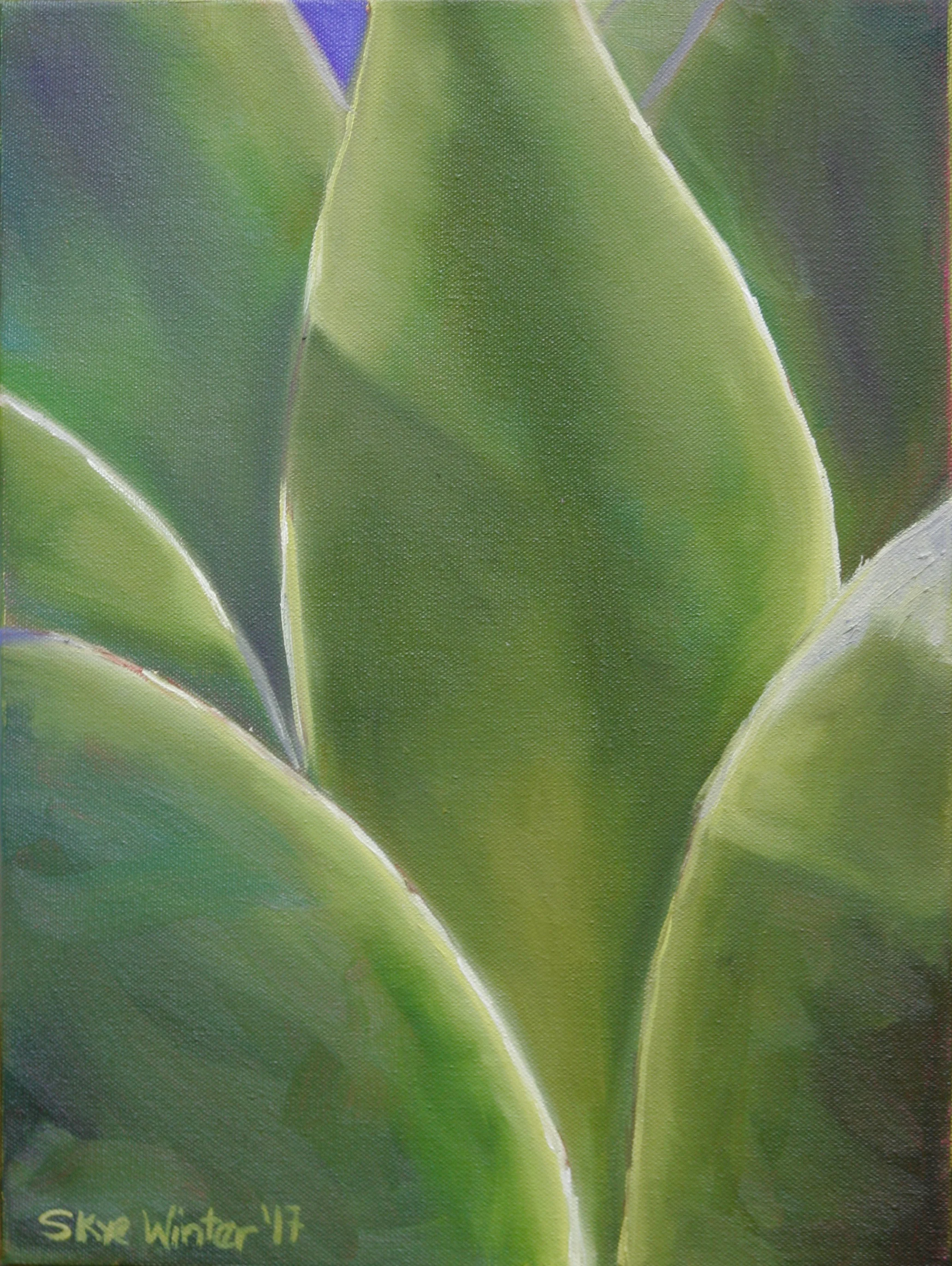 Agave