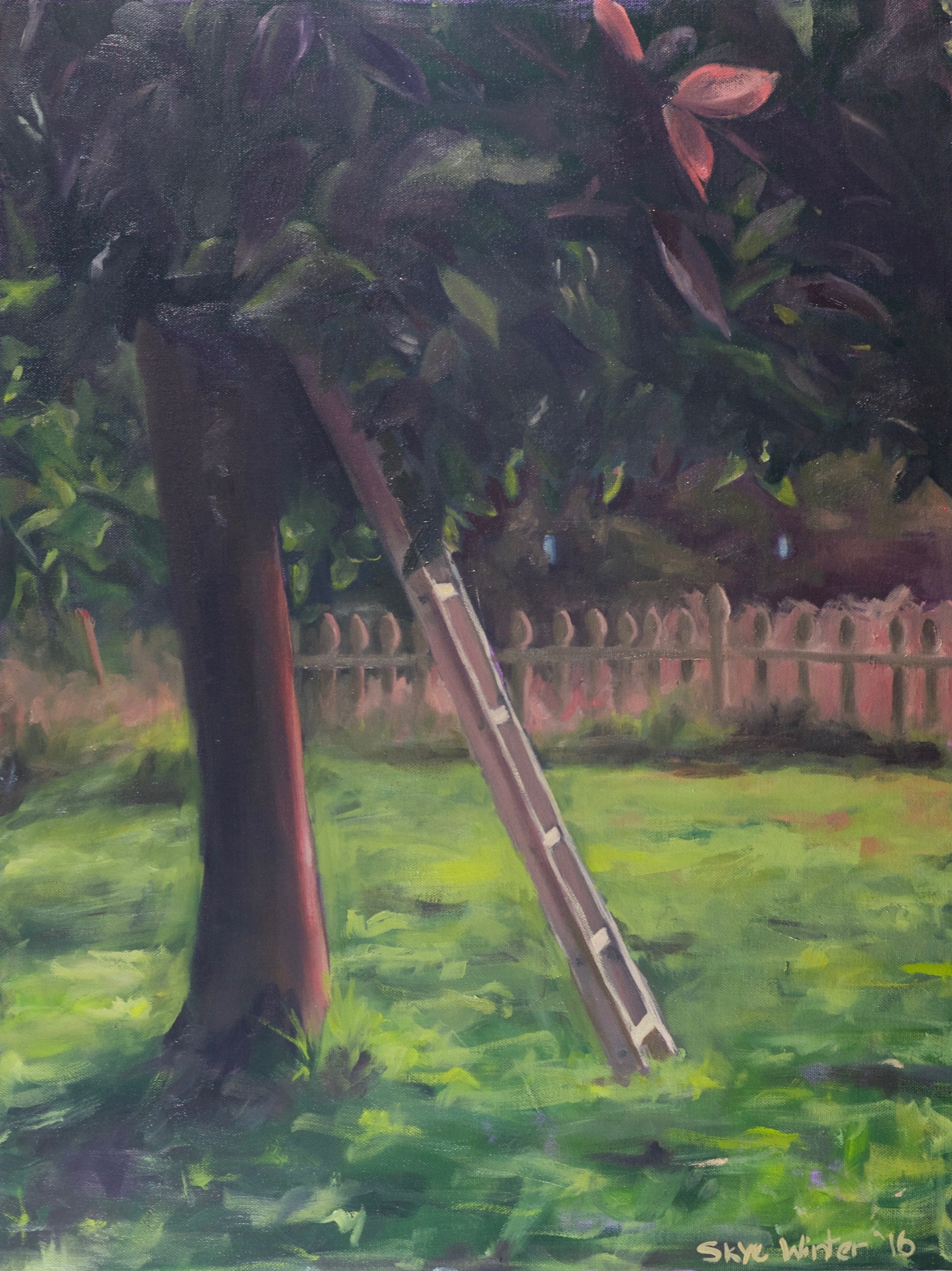 Dawn on the Avocado Tree.jpg