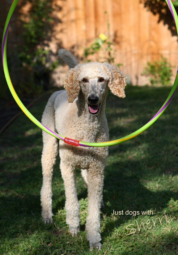 She stood there, not sure if she could do it on her own. So I went back and pretended to hold the hula hoop, she went through. Then I quickly got distance. Elsa is a very fast learner so I only had to do this a couple more tries while getting further away and she was on her own. 