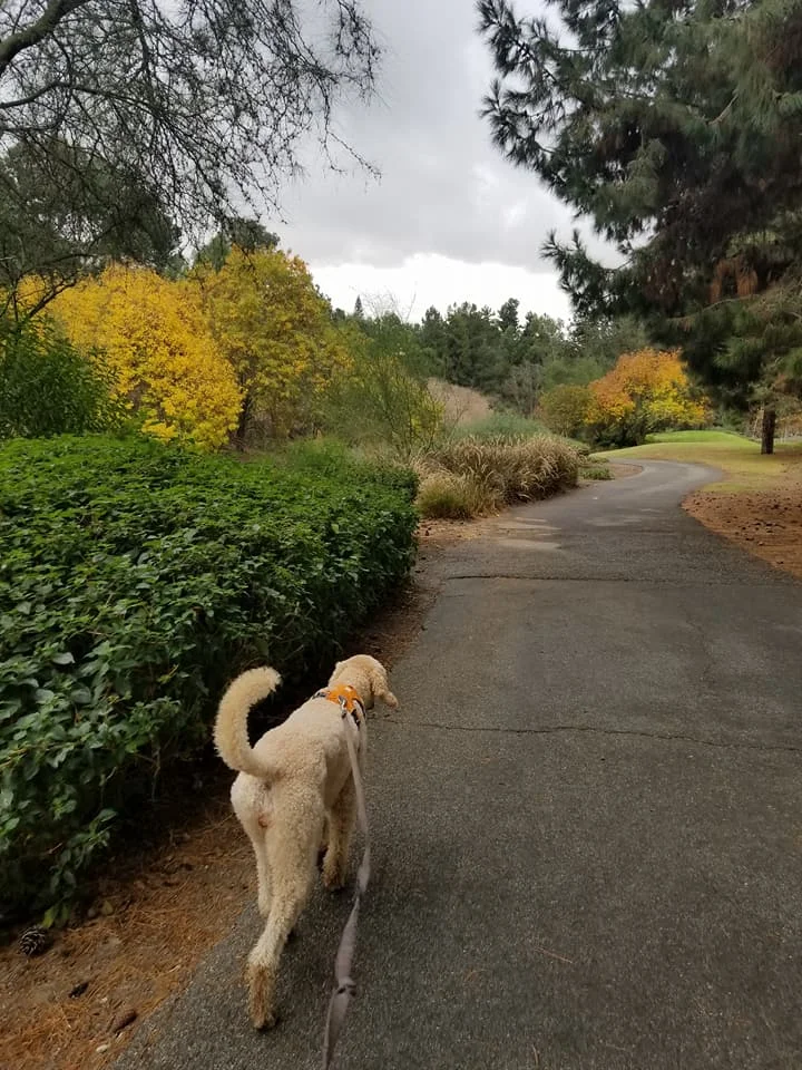 Beautiful morning for a walk.