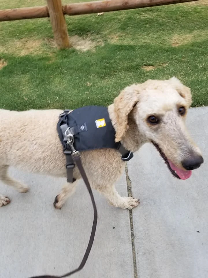 ruffwear hi and light