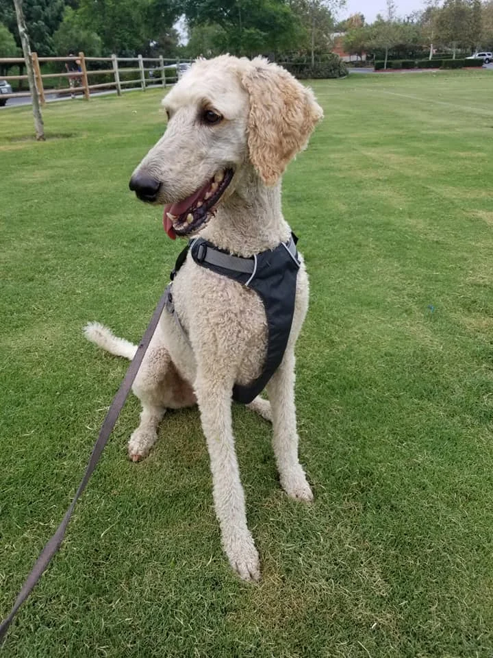 ruffwear hi and light