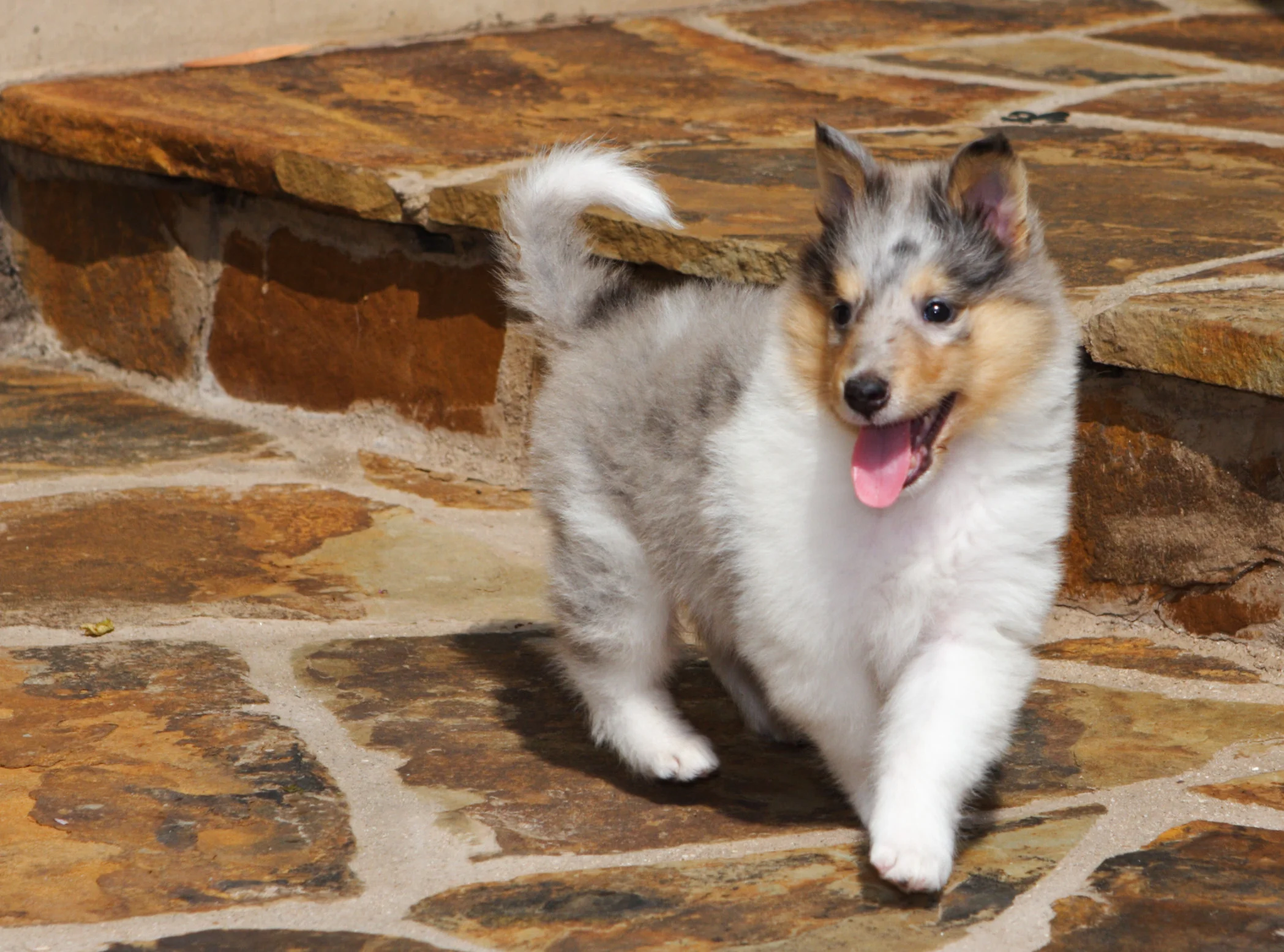 6weekroughcollie0002.jpg