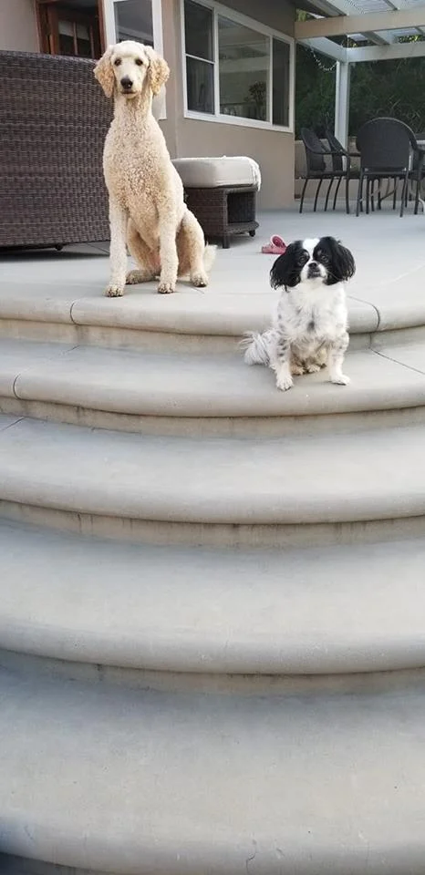 Elsa and Luna coexist. It is important to understand their communications.