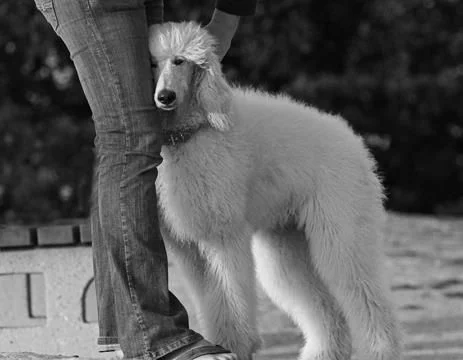The human/canine connection