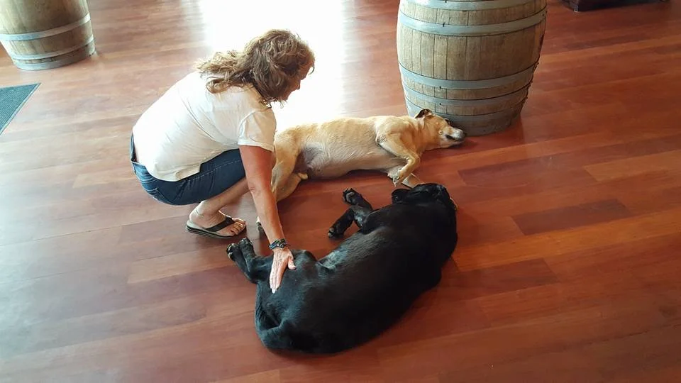 Dog Training Orange County, CA