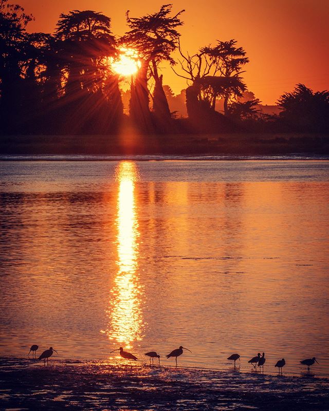 Indian Island and Long-Billed Curlew. *
*
*
*
*
*
*
*
*
*
*
*
*
*
*
*
*
*
*
*
*
*
*
*
*
*
#letsstopshootingeachother