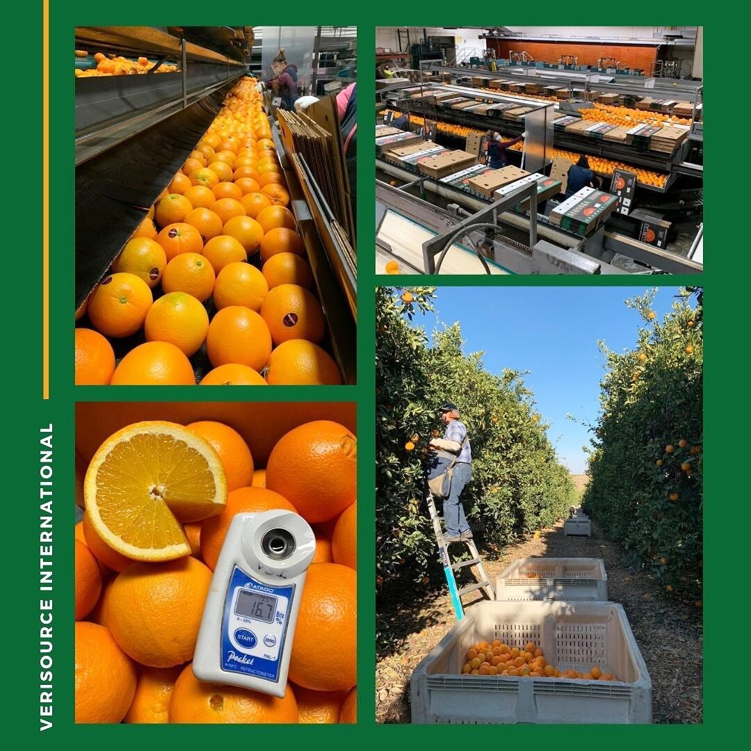 At Verisource, we visit the ranch daily for a routine check to ensure that we only deliver quality products to our customers! 🌟 

#exporttosouthkorea #freshproduce #citrus #oranges #qualityfruit #오렌지 #캘리포니아오렌지 #비타민 #과일 #과자스타그램