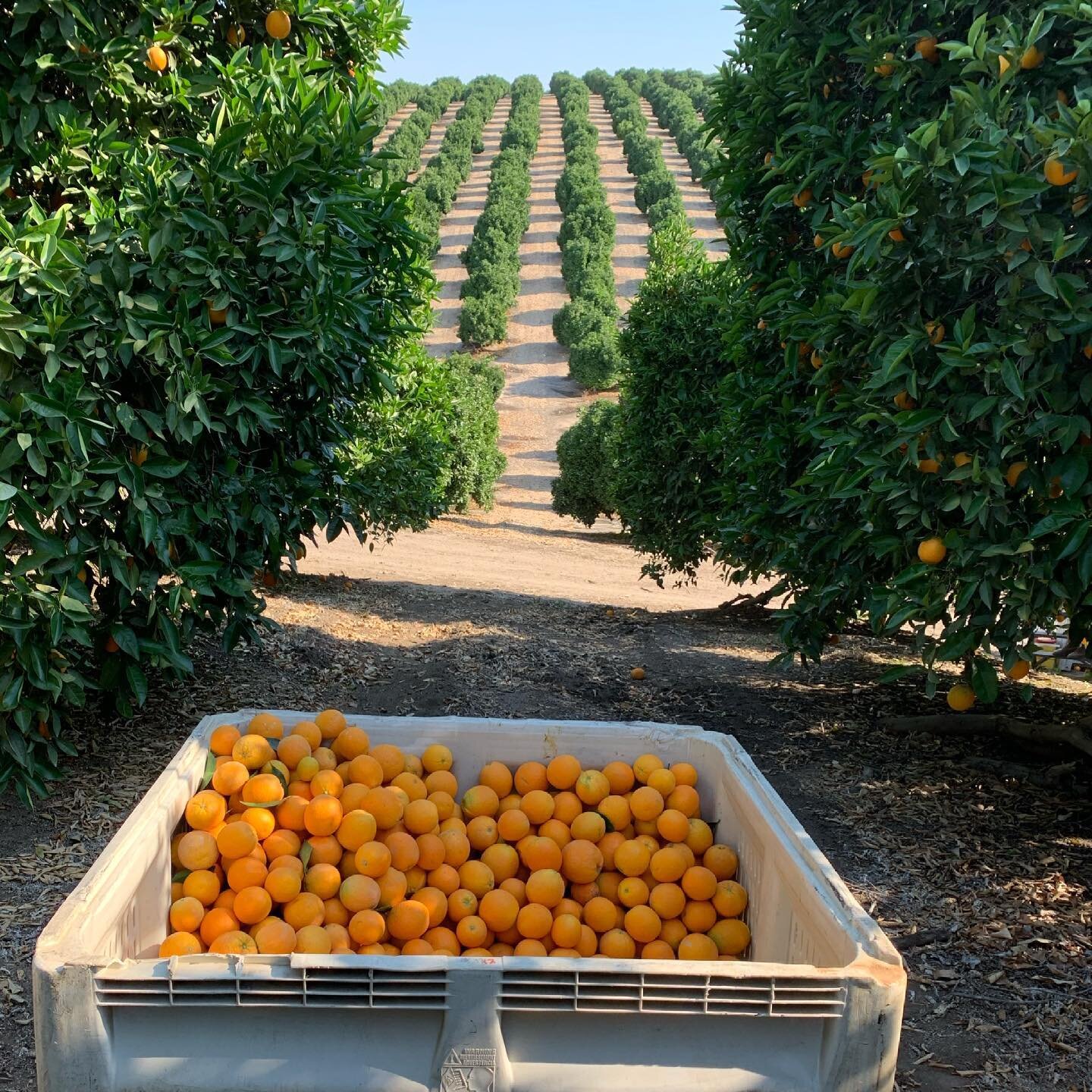 Sweet &amp; tangy Valencia Oranges 

#California #valenciaorange #citrus #citrusseason #orangejuice