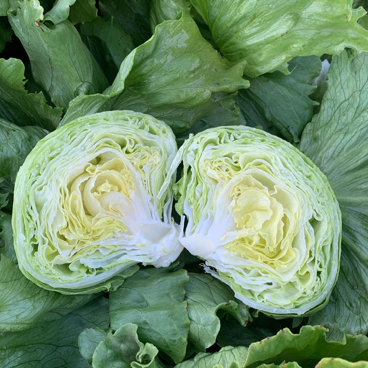 California grown Iceberg Lettuce

 #lettuce #healthyfood #korea #salad #freshfood