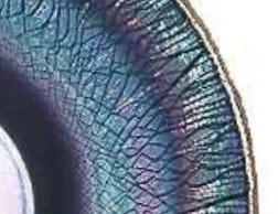 Detail of stretch glass plate showing "onion skin" effect.