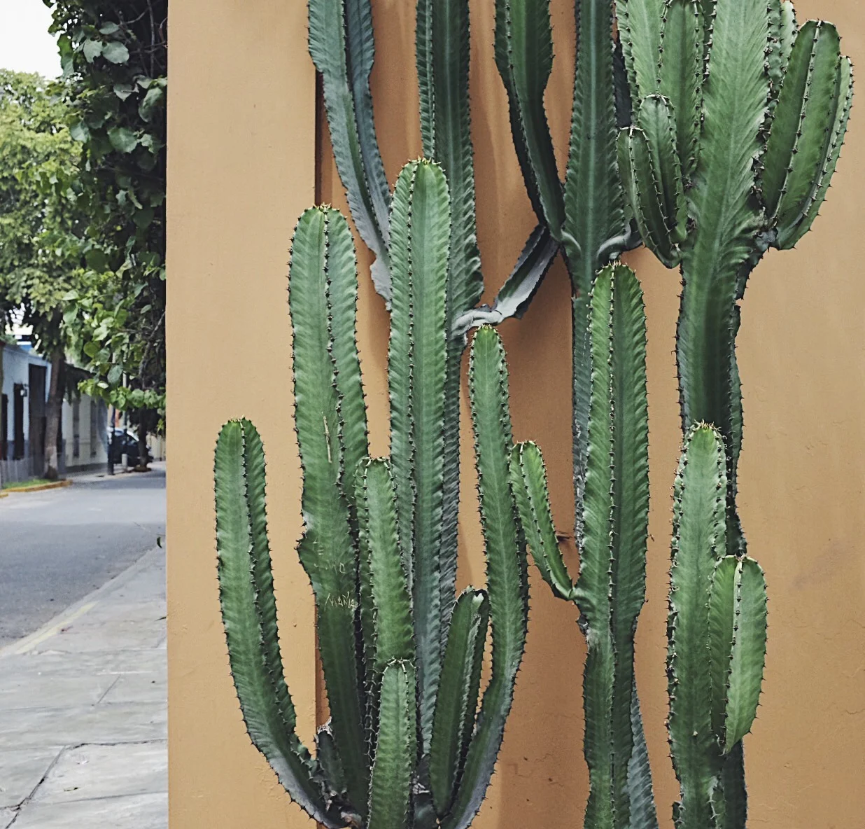 FullSizeRender 6.jpg