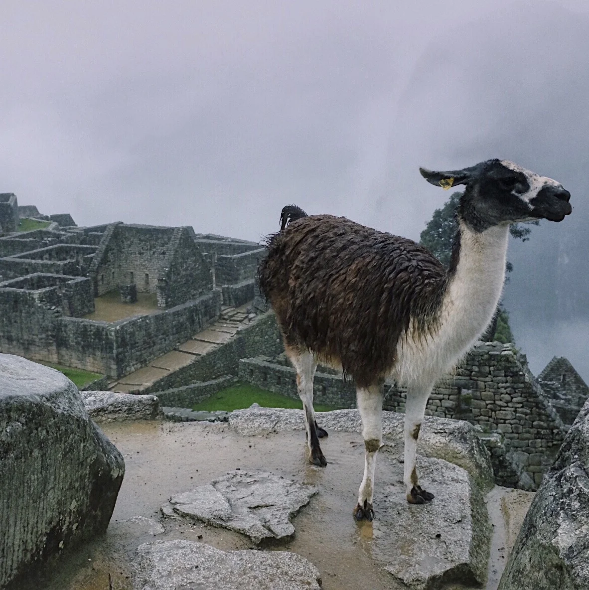 FullSizeRender 4.jpg