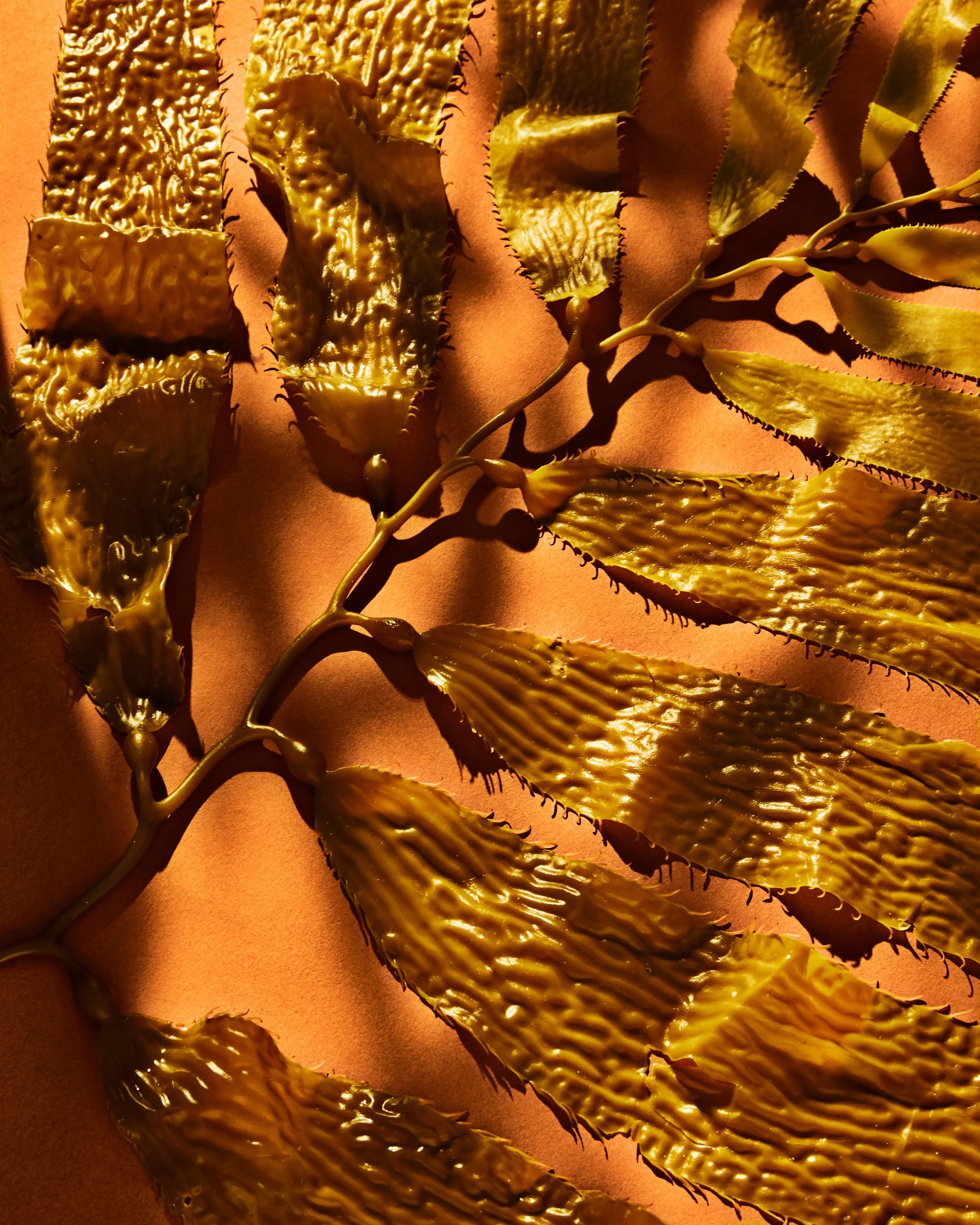 081921_CG_Rootless_01_Seaweed_1792_02.jpg