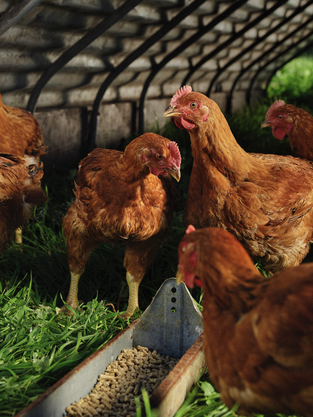 Screen Shot 2022-04-08 at 12.46.50 AM.png