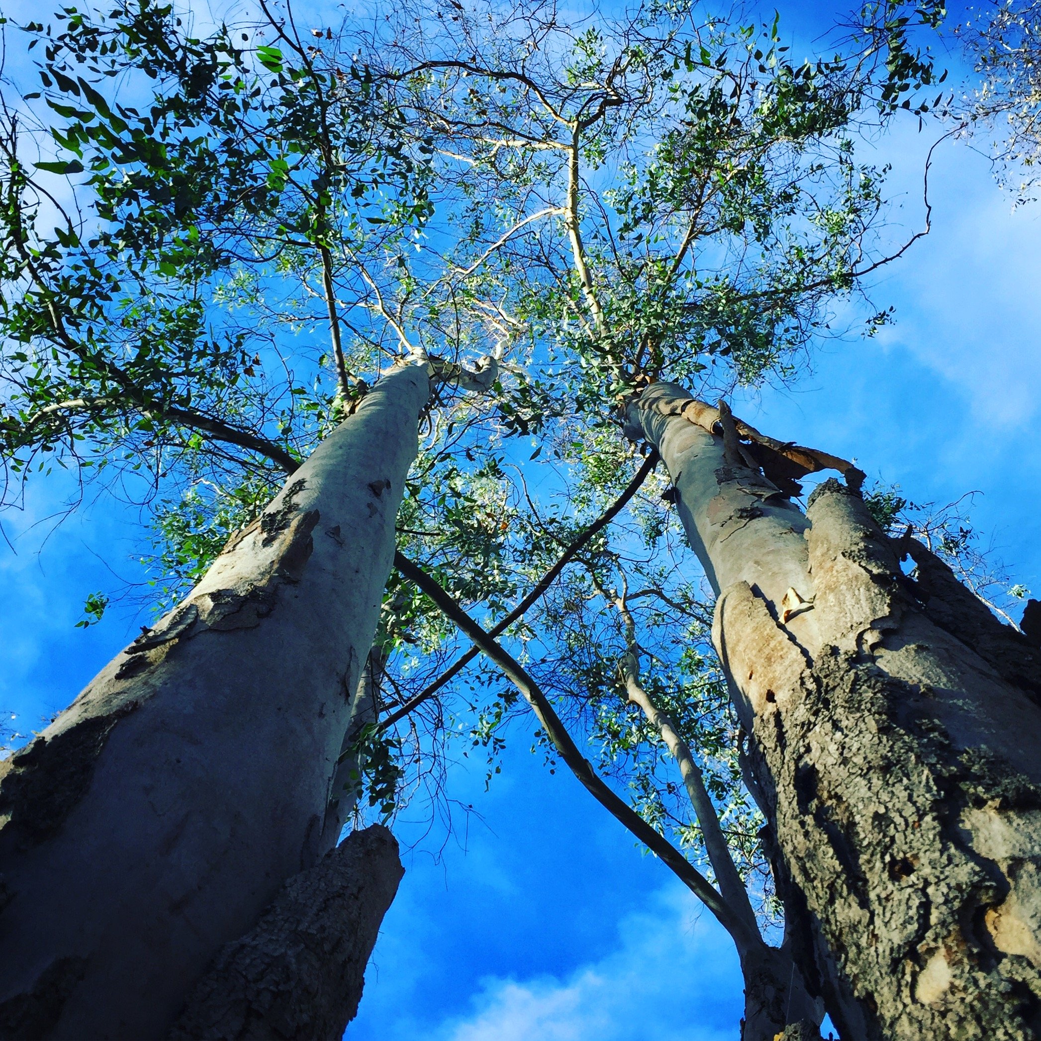 Talk To the Trees!