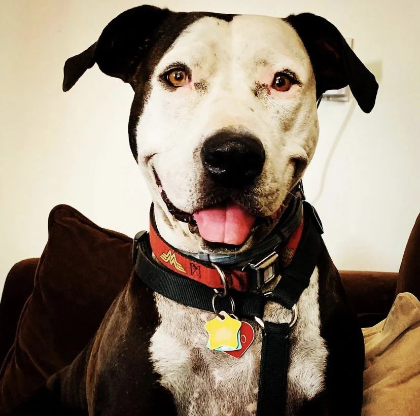 Oreo: Love Never Leaves