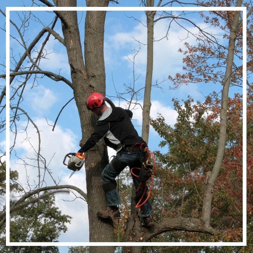 Tree services in Indianapolis