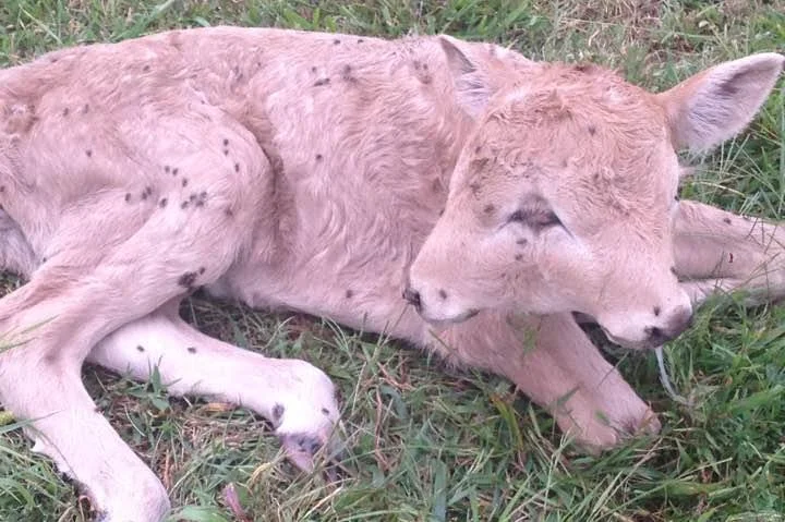 Two-headed-calf-learns-to-walk-and-eat-at-Kentucky-farm.jpg