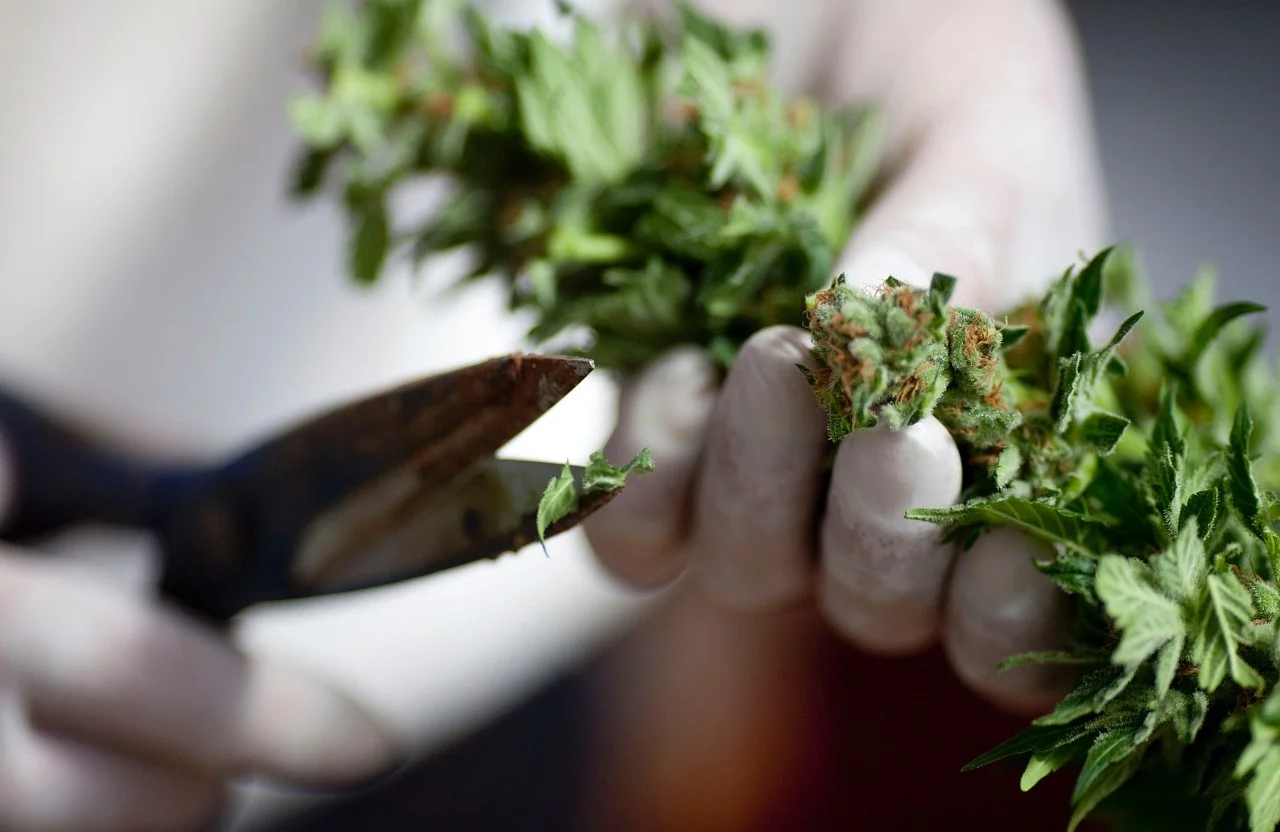 081913-health-Medical-Marijuana-weed-pot-store-trimming.jpg
