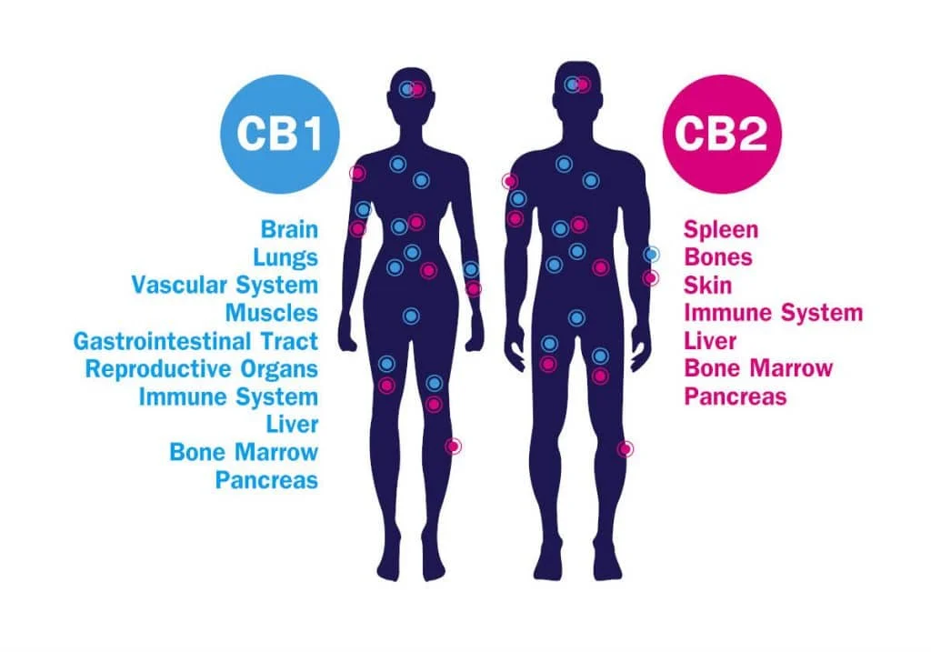 What Is the Endocannabinoid System and What Is Its Role?