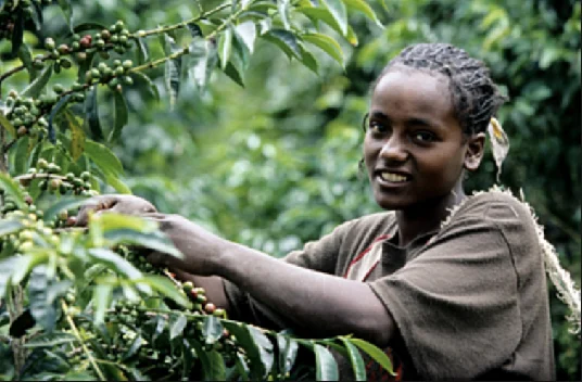 Coffee Picker, Ethiopia , Starbucks
