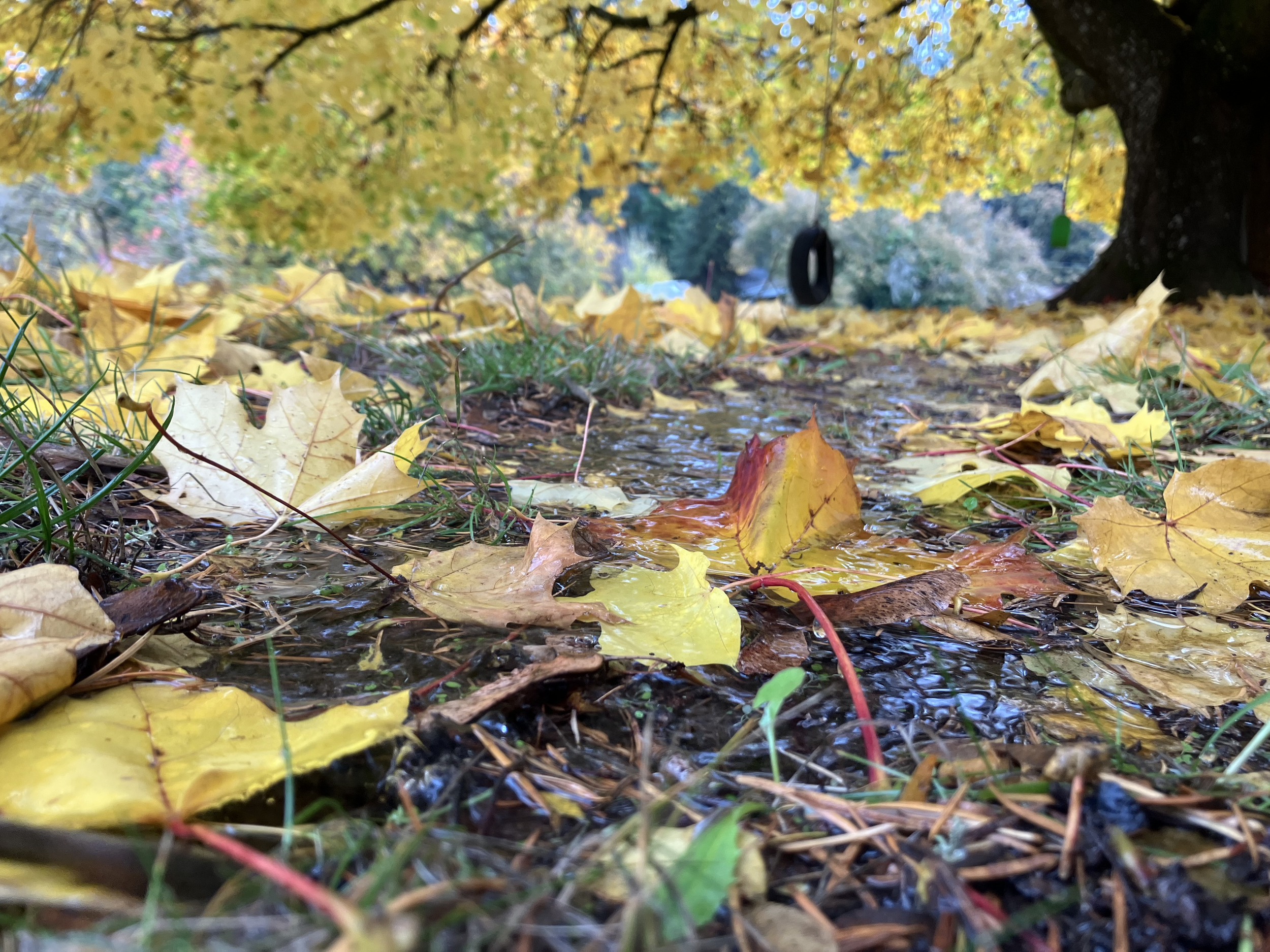 Fall Tire Swing.png