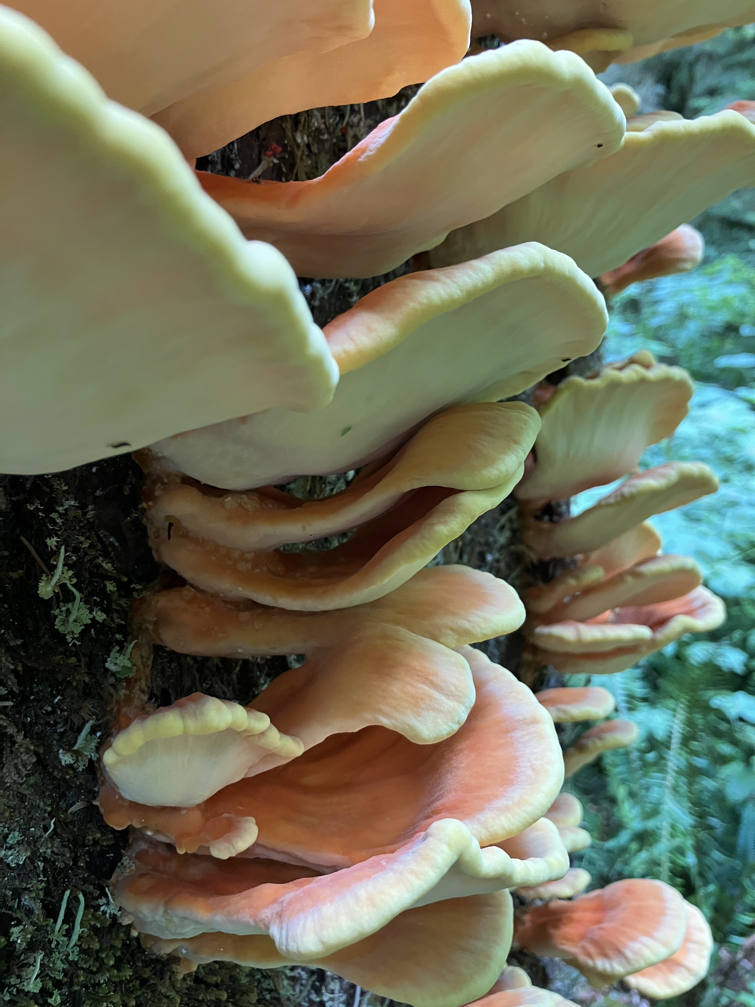 Orange Mushrooms.png