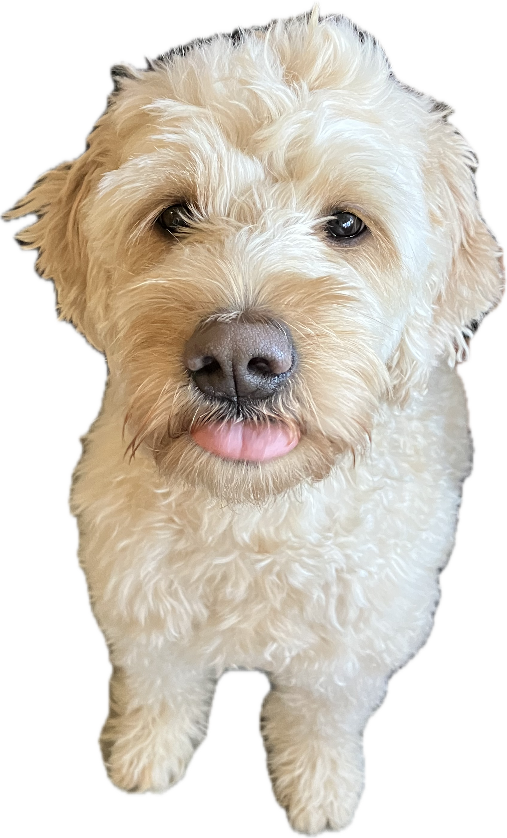 Link Blep.png