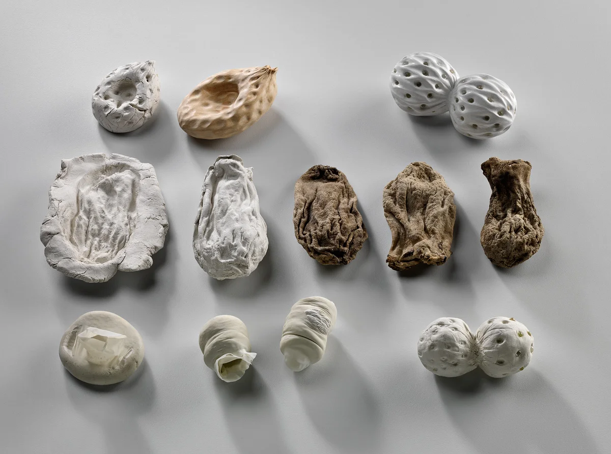 Sea Squirt Group