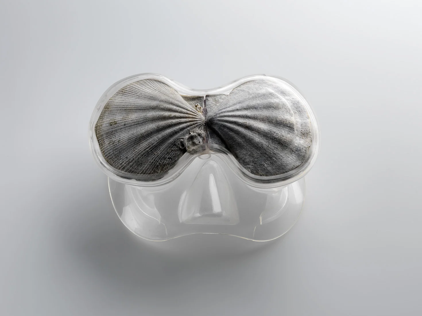 Mollusc Mask