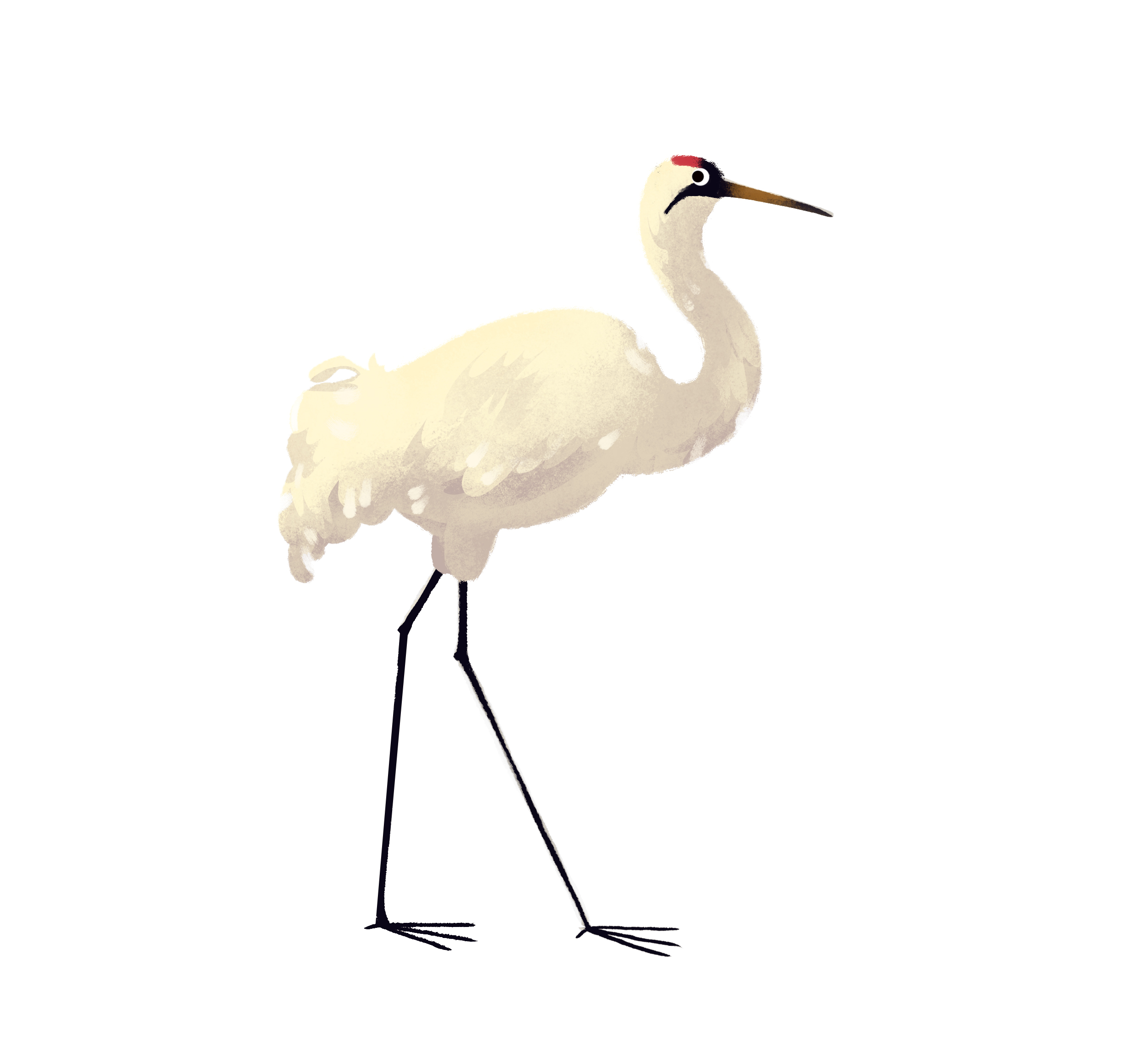 whoopingcrane.jpg