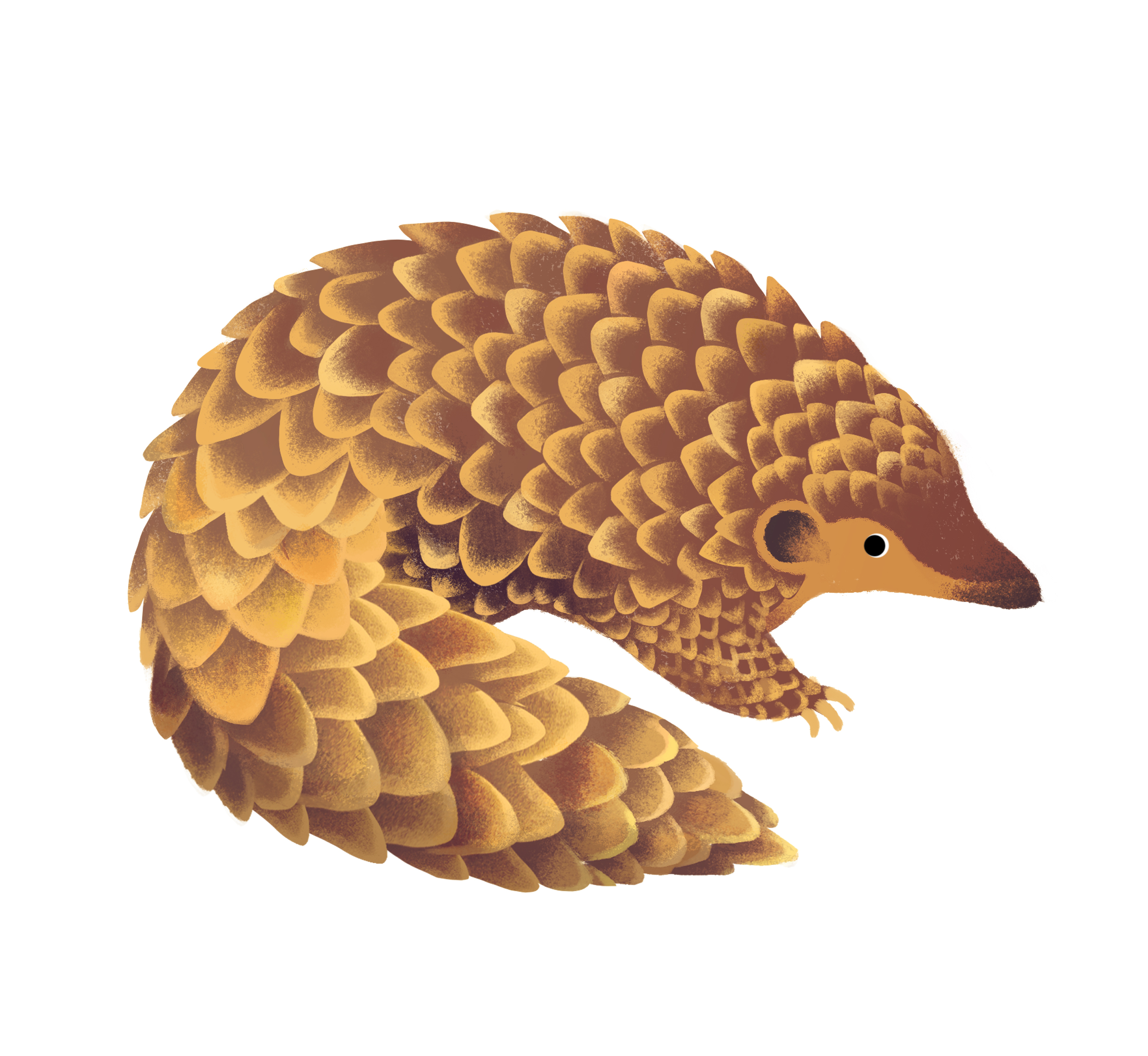 pangolin.jpg