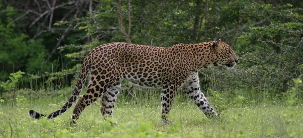 leopard.jpg