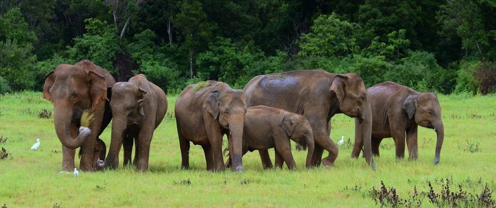 elephant.jpg