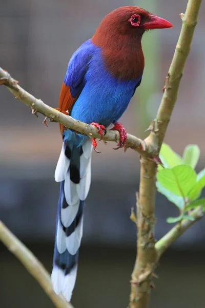 blue_magpie.jpg