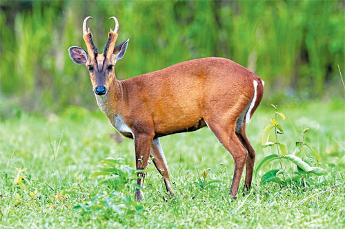 barkingdeer.jpg
