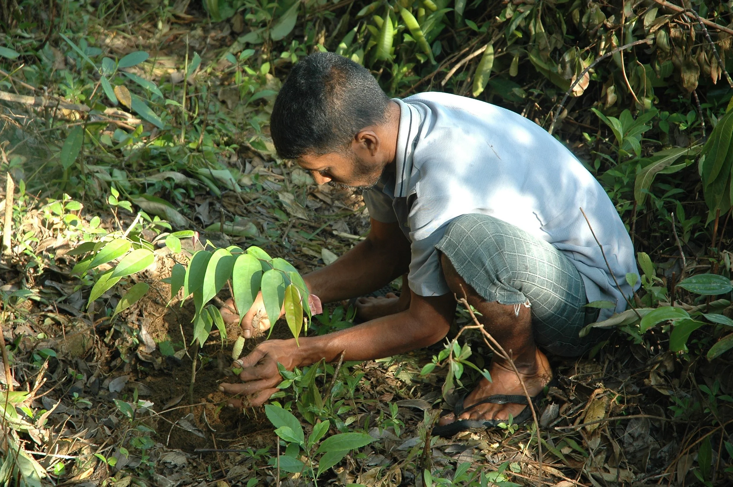 restoration Replanting.jpg