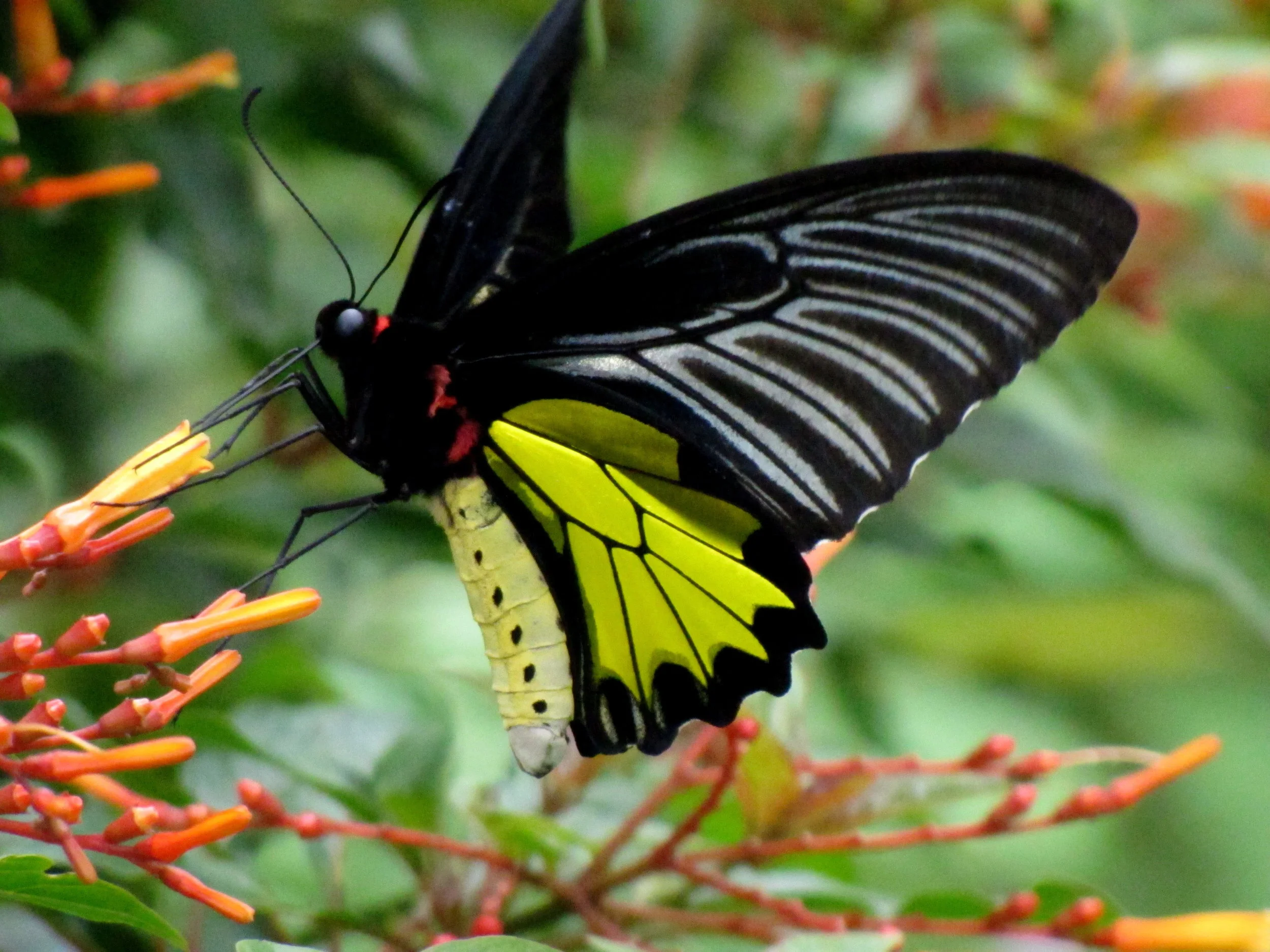 Southern_Birdwing_(Troides_minos).jpg
