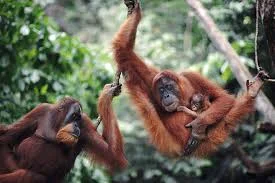 Leuser is the last stand for the Sumatra Orangutan.