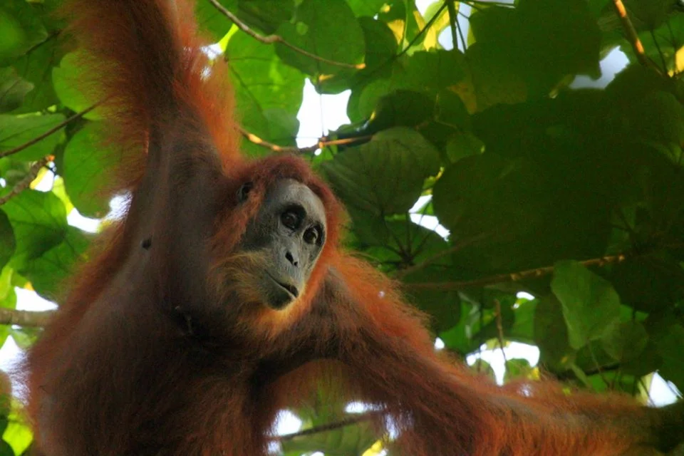 A sumatran Orangutan going through a newly restored forest Leuser Ecosystem, Indonesia