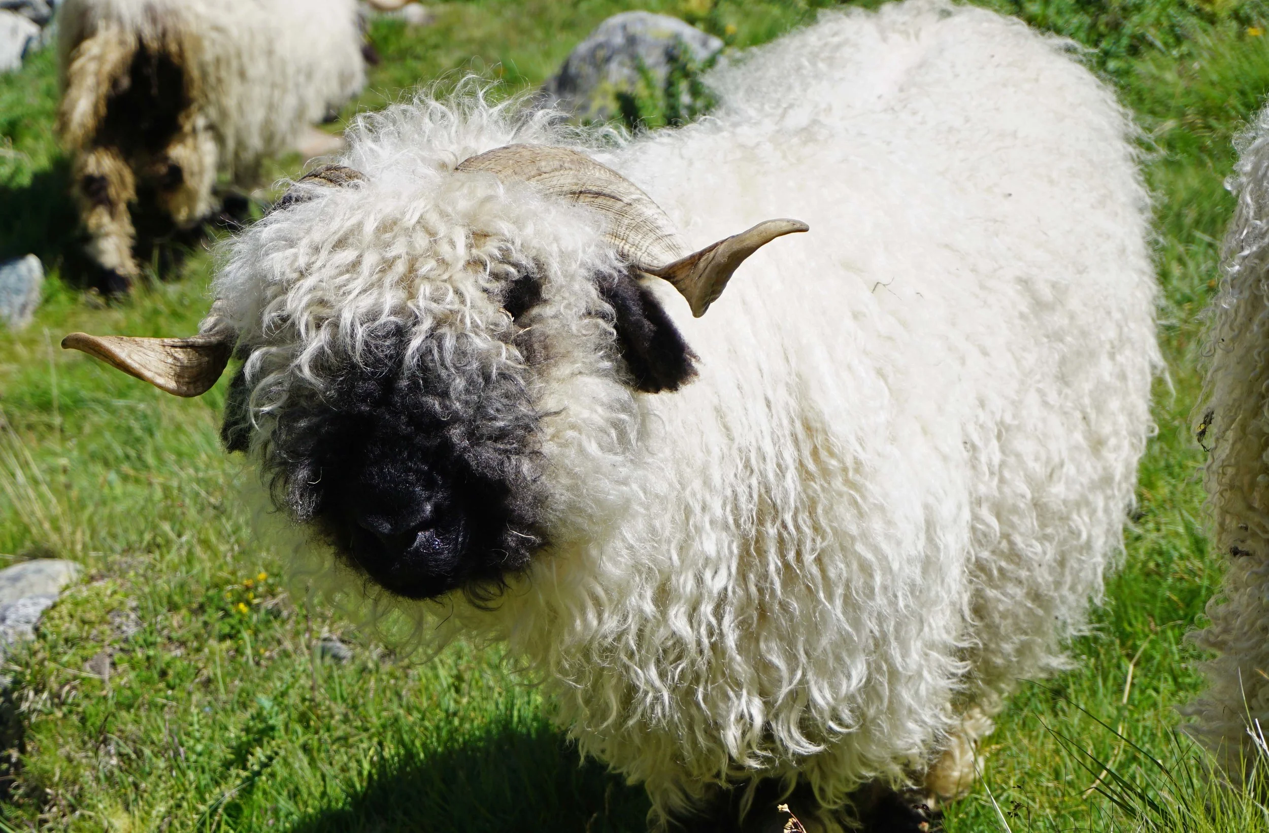 Black nosed sheep. Who knew?