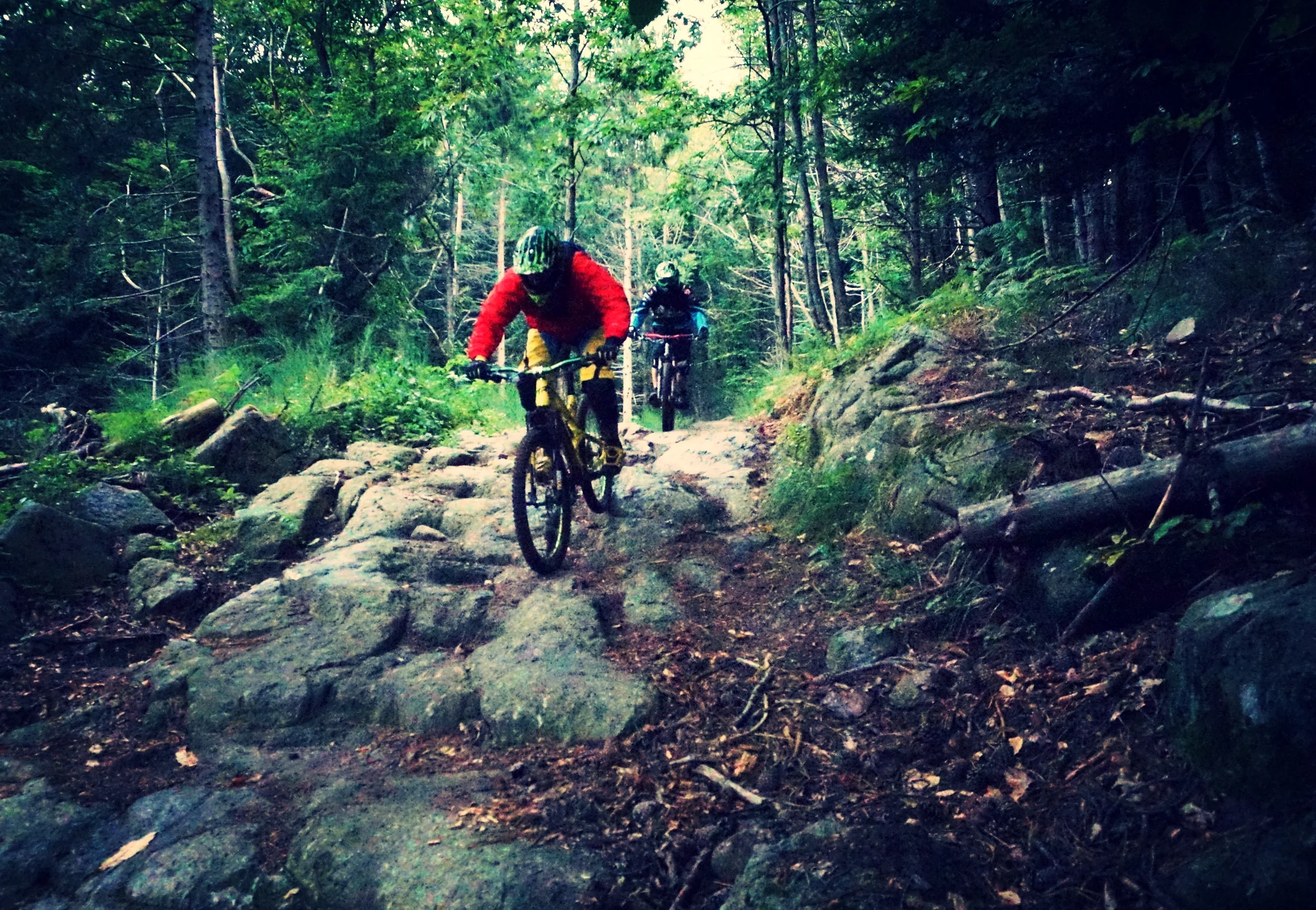 Censi crushing the garden.