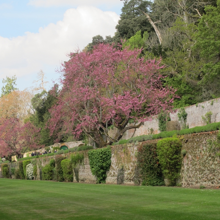 Albury-Park-2,-Surrey-Gardens-Trust,-Garden-Events,-Gardening-Lectures,-Gardening-News,-Gardens-in-Schools,-Surrey-Events,-Sussex-Events,-Garden-Membership.jpg