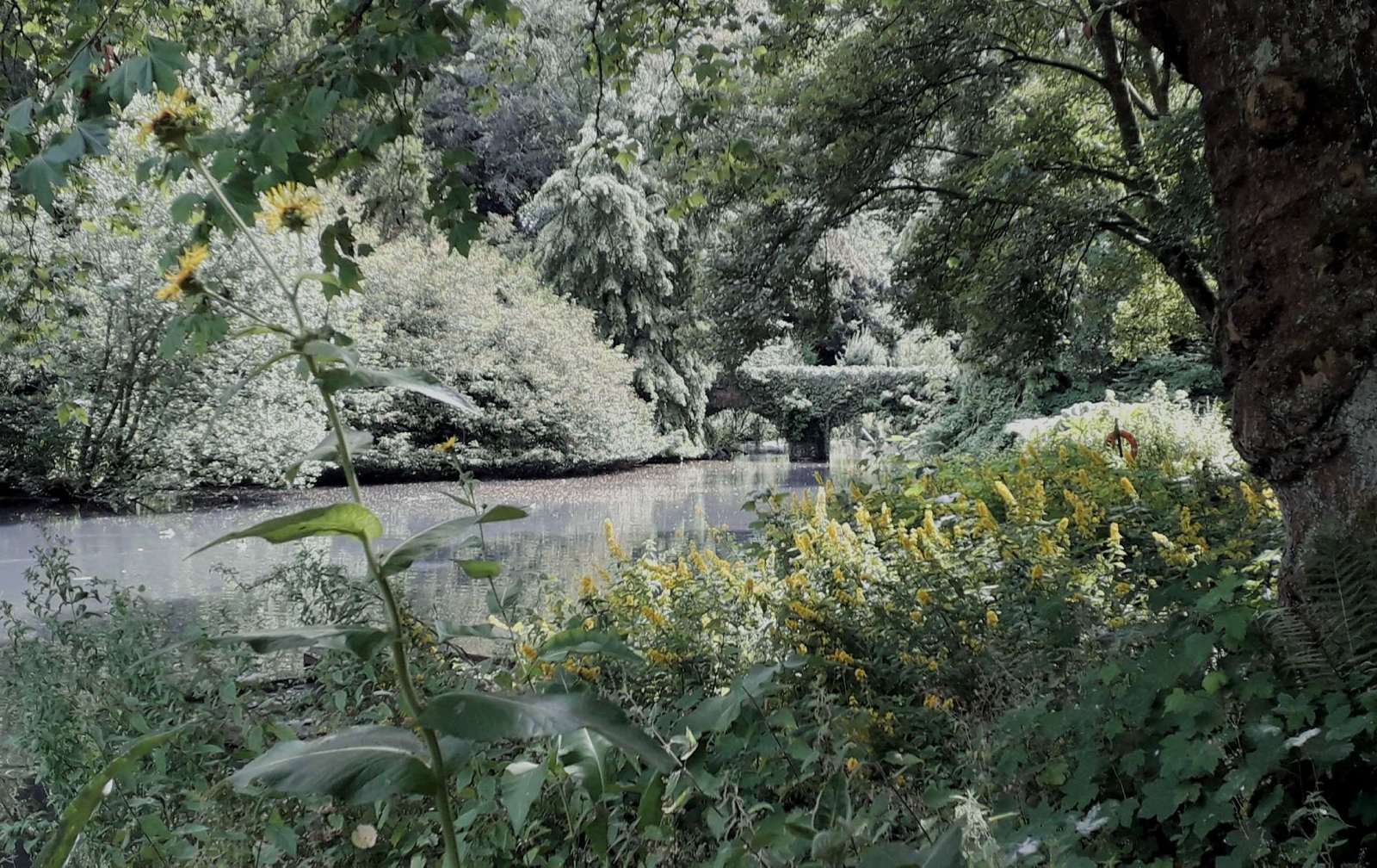 Busbridge Lakes View of Bridge (Copy) (Copy)