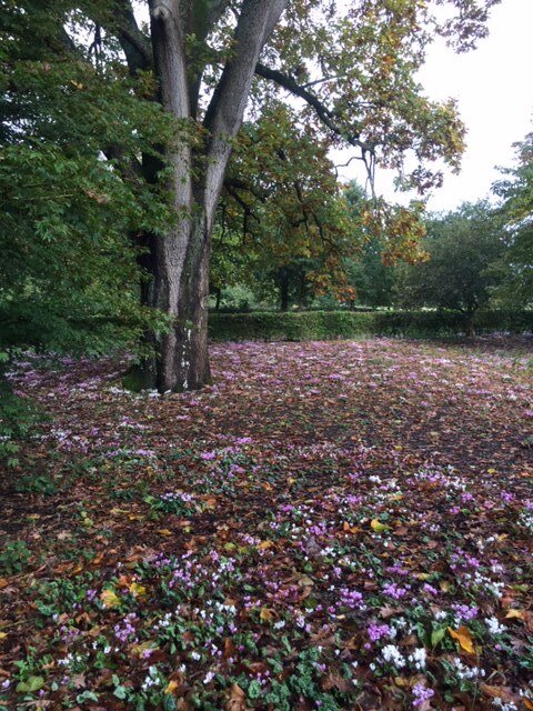 MSB Wakehurst Place Oct 2019 visit.jpeg